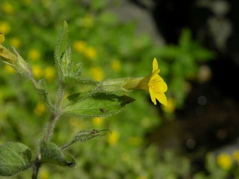 Plancia ëd Erythranthe moschata (Douglas ex Lindl.) G. L. Nesom