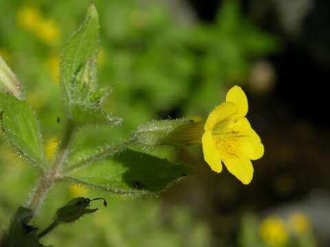 Image of Muskflower