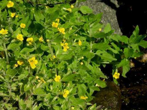 Plancia ëd Erythranthe moschata (Douglas ex Lindl.) G. L. Nesom