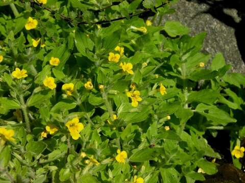 Image of Muskflower