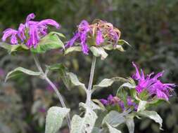 Image of Bee Balm