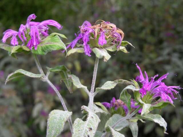 Image of Bee Balm