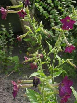 Image of tobacco