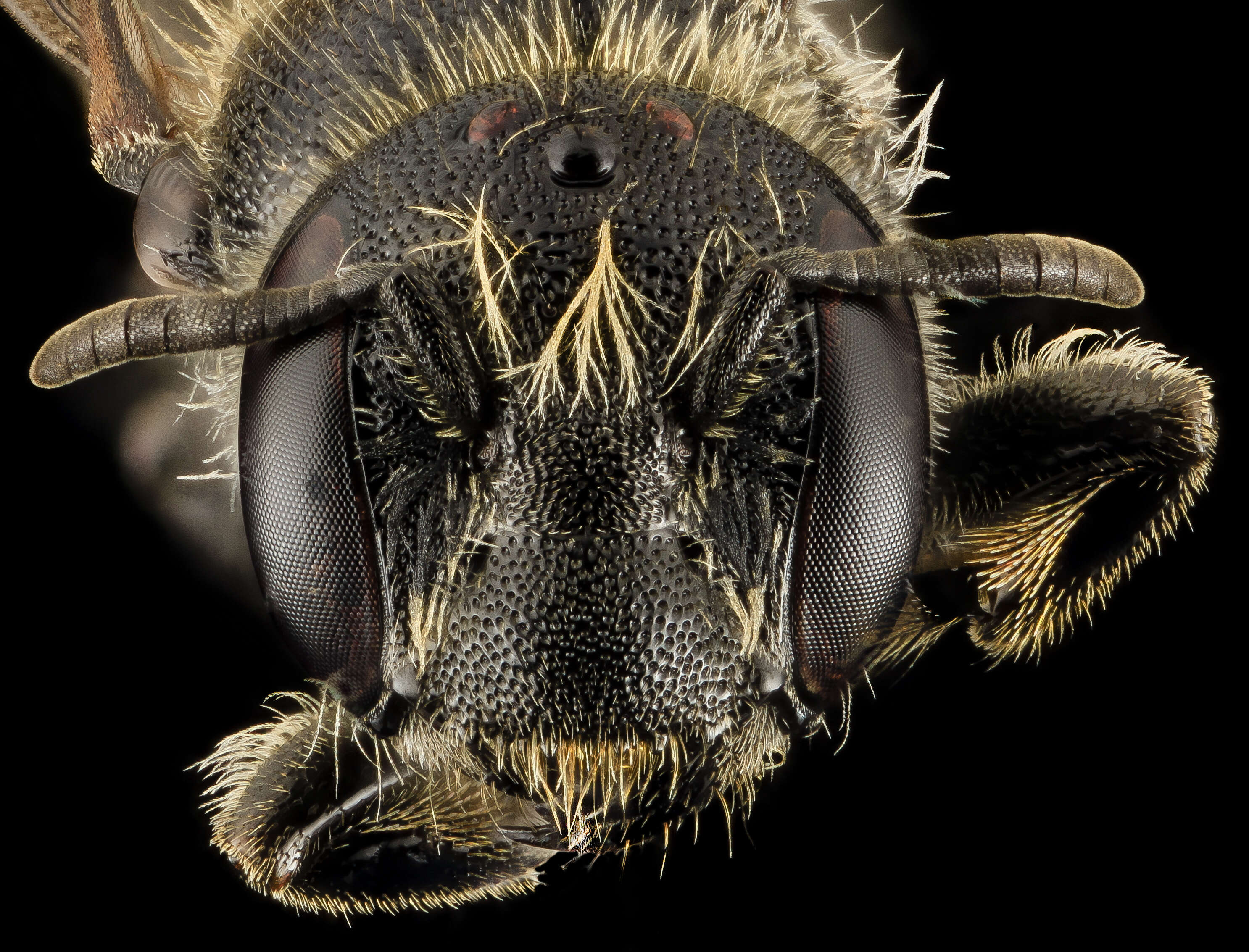 Image of Bee