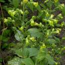 Imagem de Nicotiana rustica L.