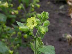 Image of tobacco