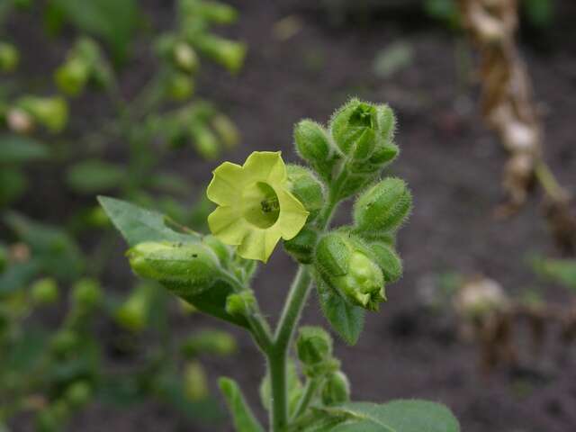 Image of tobacco