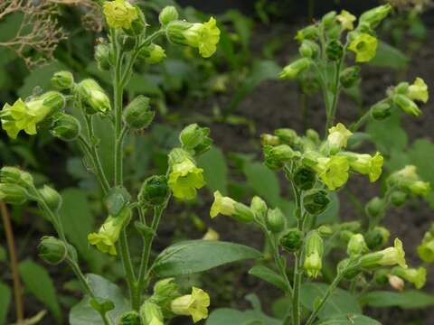 Image de Nicotiana