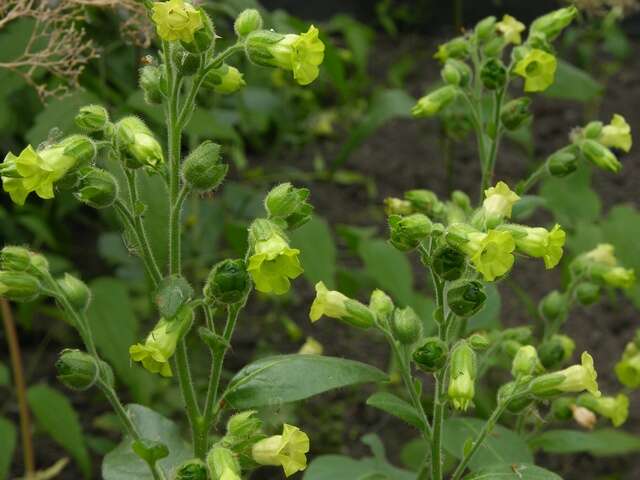 Image of tobacco