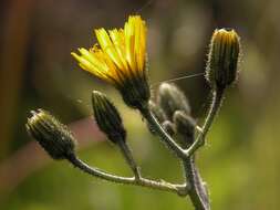 Image of Hieracium contaminatum Wiinst. ex Hyl.