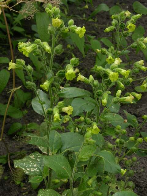 Image of tobacco