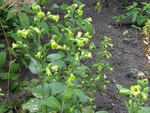 Image of tobacco