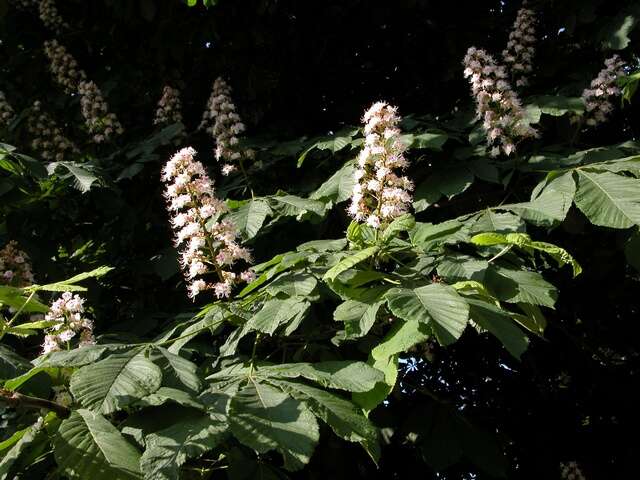 Image of Buckeyes & Horse-chestnuts