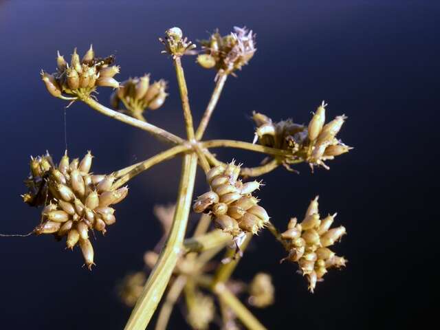 Imagem de Oenanthe fluviatilis (Bab.) Coleman