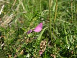 Image of Ononis spinosa subsp. spinosa