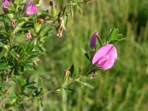 Ononis spinosa subsp. spinosa的圖片