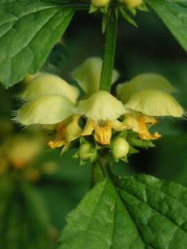 Image of deadnettle