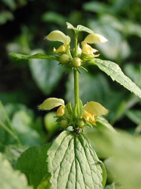 Image of deadnettle