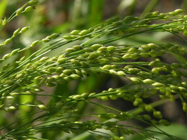 Image of panicgrass