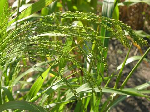 Imagem de Panicum