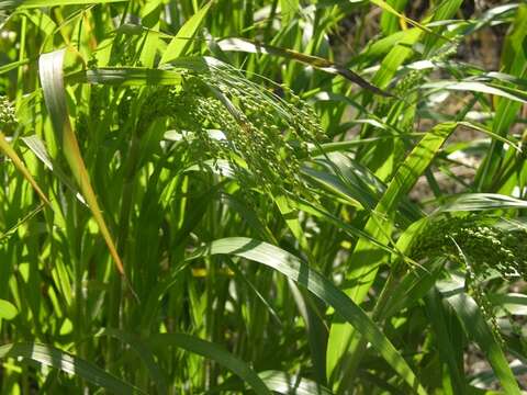 Image of panicgrass