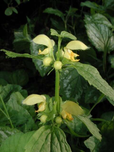 Image of deadnettle