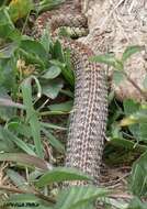 Image of Arrow Ground Snake