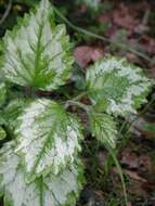 Image of deadnettle