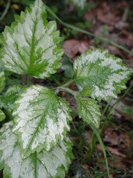 Image of deadnettle