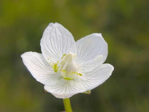 Image of Bog-stars