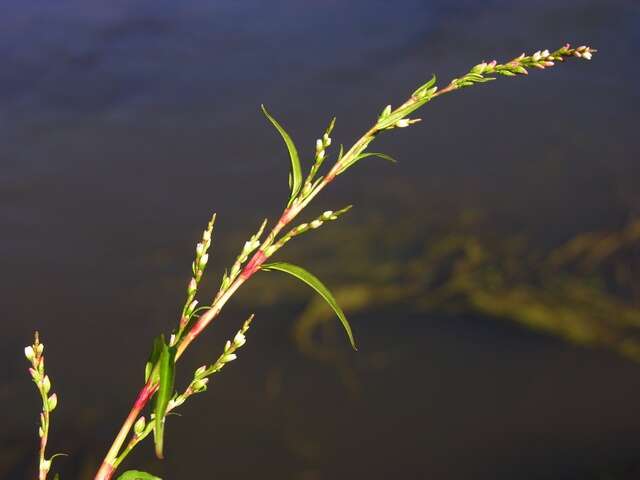 Image of Pinkweeds