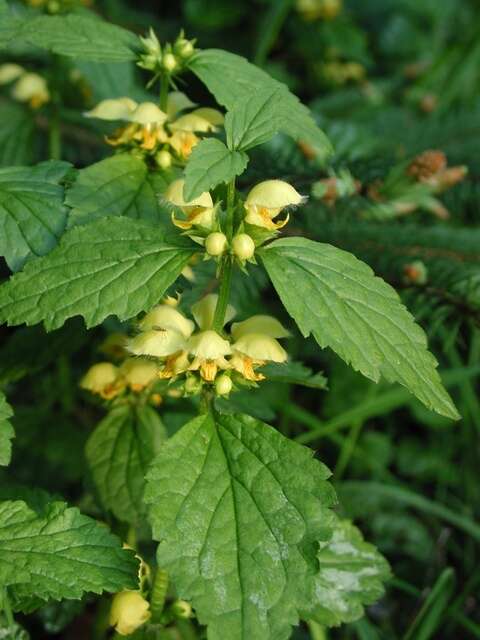 Image of deadnettle