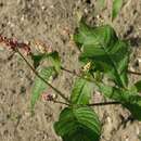 Persicaria lapathifolia subsp. lapathifolia resmi