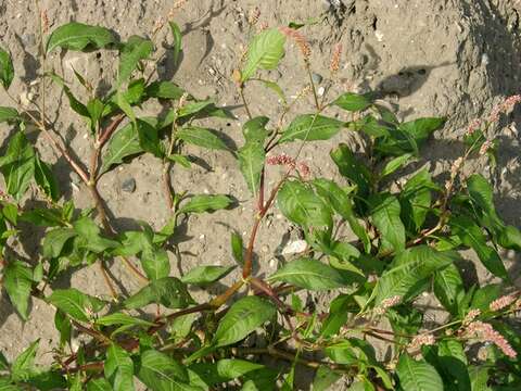 Image of Dock-Leaf Smartweed