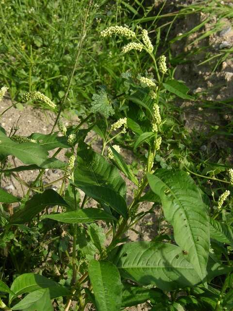 Image of Persicaria lapathifolia subsp. pallida (With.) S. Ekman & T. Knutsson