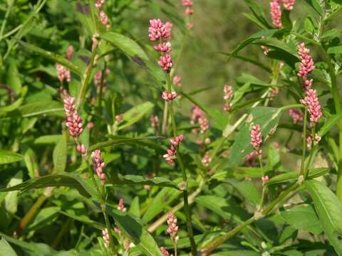 Image of Pinkweeds