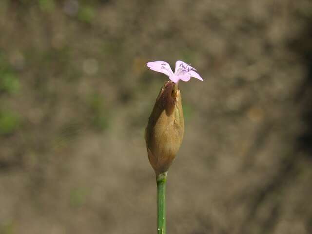 Image of pink