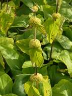 Image of Phlomis russeliana (Sims) Lag. ex Benth.