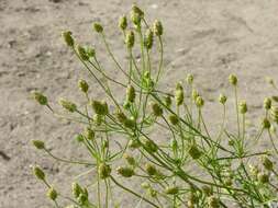 Imagem de Plantago arenaria Waldst. & Kit.