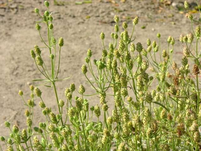 Imagem de Plantago arenaria Waldst. & Kit.