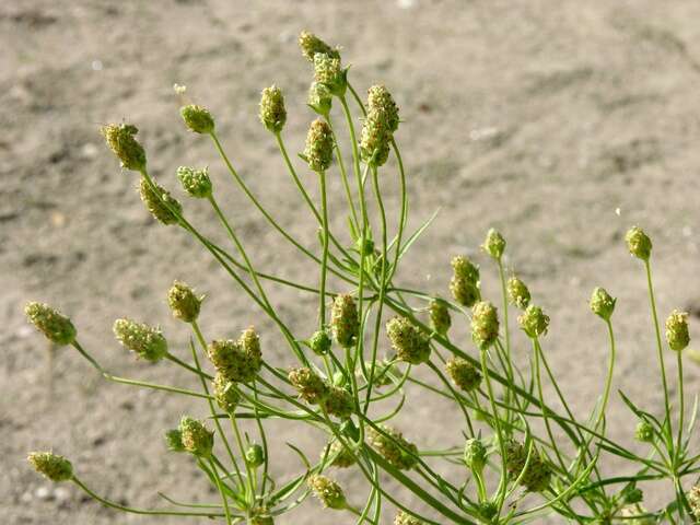 Imagem de Plantago arenaria Waldst. & Kit.