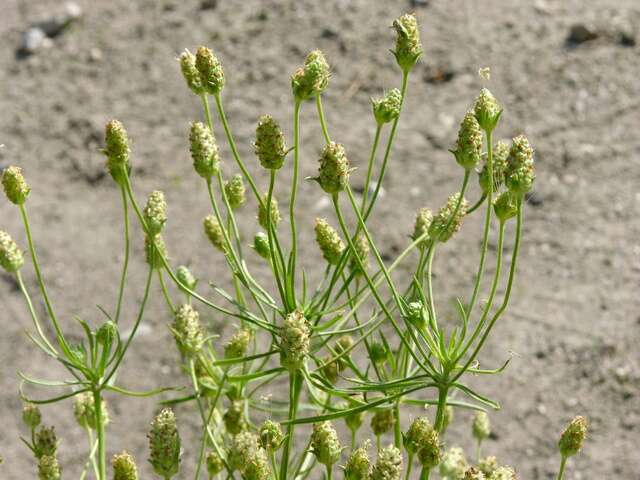 Imagem de Plantago arenaria Waldst. & Kit.