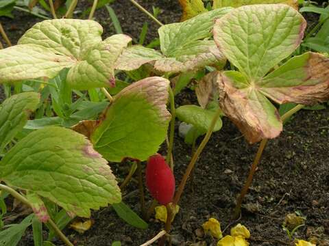 Image of Himalayan mayapple