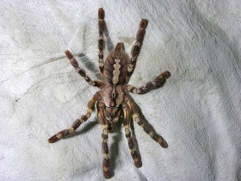 Image of Poecilotheria