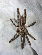 Image of Poecilotheria