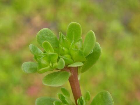 Image of purslane