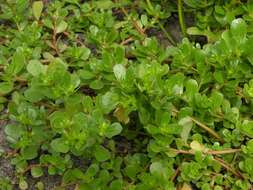 Image of purslane