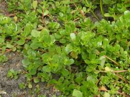 Image of purslane