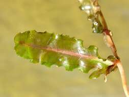 Image of pondweed