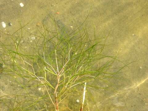 Image of pondweed